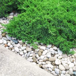 Fast Growing Trees Parson’s Juniper