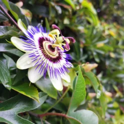 Fast Growing Trees Passion Fruit Vine (Flower)