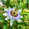 Fast Growing Trees Passion Fruit Vine (Flower)