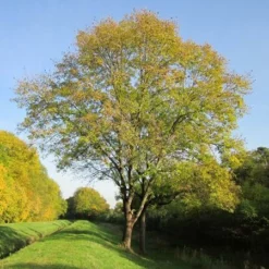 Fast Growing Trees Patmore Green Ash Tree 7 Fast Growing Trees Patmore Green Ash Tree