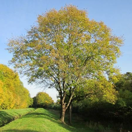 Fast Growing Trees Patmore Green Ash Tree 5 Fast Growing Trees Patmore Green Ash Tree