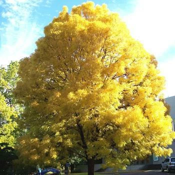 Fast Growing Trees Patmore Green Ash Tree 3 Fast Growing Trees Patmore Green Ash Tree