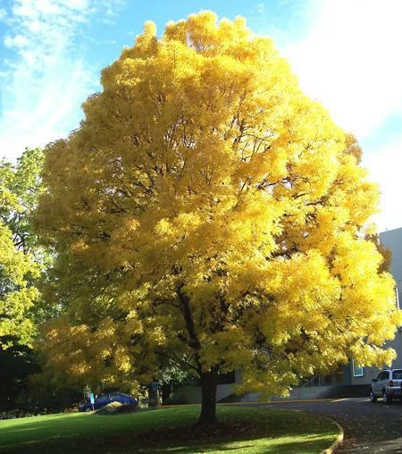 Fast Growing Trees Patmore Green Ash Tree 4 Fast Growing Trees Patmore Green Ash Tree