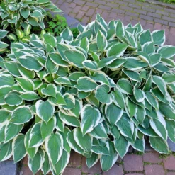 Fast Growing Trees Patriot Hosta Plant