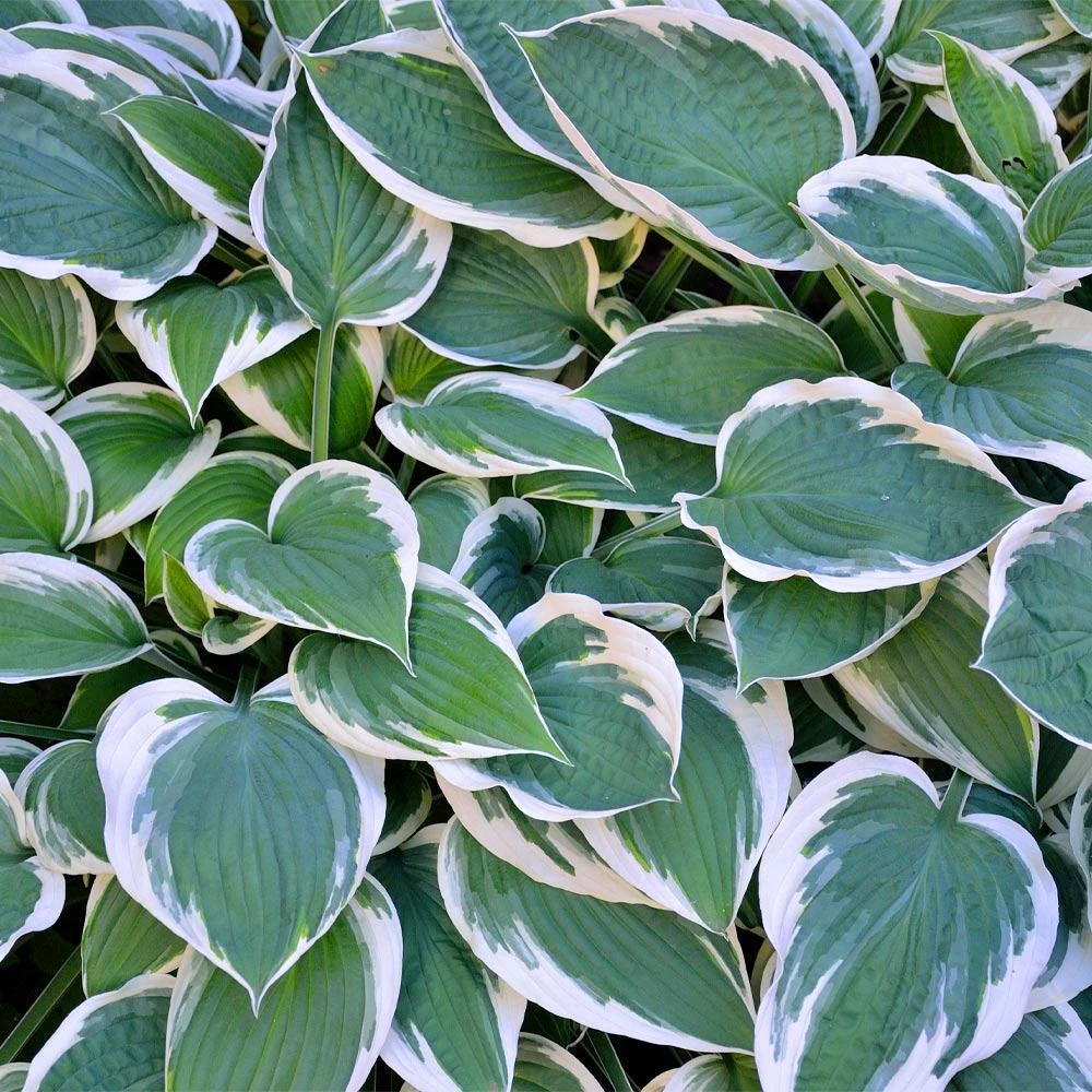 Fast Growing Trees Patriot Hosta Plant 5 Fast Growing Trees Patriot Hosta Plant