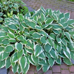 Fast Growing Trees Patriot Hosta Plant