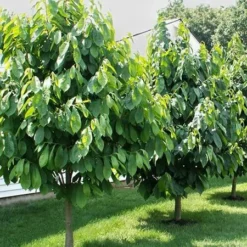 Fast Growing Trees American Paw Paw Tree Deer Resistant Plants