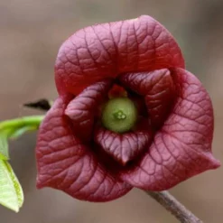 Fast Growing Trees American Paw Paw Tree Deer Resistant Plants