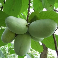 Fast Growing Trees American Paw Paw Tree Deer Resistant Plants