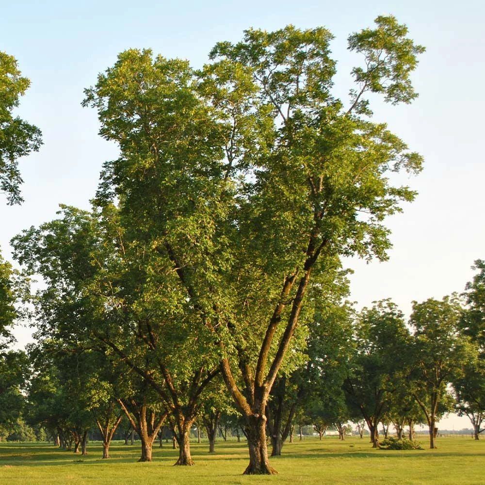 Fast Growing Trees Pawnee Pecan Tree Nut Trees 5 Fast Growing Trees Pawnee Pecan Tree Nut Trees
