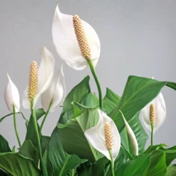 Fast Growing Trees Peace Lily Plant Air Purifying House Plants
