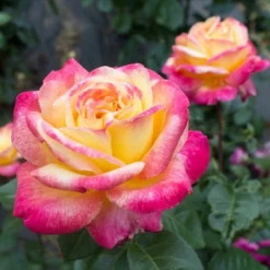 Fast Growing Trees Peace Rose