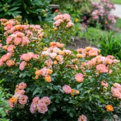 Fast Growing Trees Roses Peach Drift® Rose