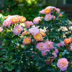 Fast Growing Trees Roses Peach Drift® Rose