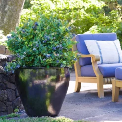 Fast Growing Trees Bushel And Berry® Peach Sorbet™ Blueberry Bush Blueberry Bushes