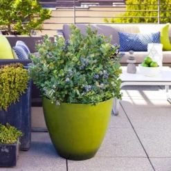 Fast Growing Trees Bushel And Berry® Peach Sorbet™ Blueberry Bush Blueberry Bushes