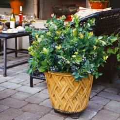 Fast Growing Trees Bushel And Berry® Peach Sorbet™ Blueberry Bush Blueberry Bushes