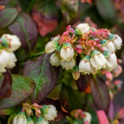 Fast Growing Trees Bushel And Berry® Peach Sorbet™ Blueberry Bush Blueberry Bushes