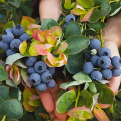 Fast Growing Trees Bushel And Berry® Peach Sorbet™ Blueberry Bush Blueberry Bushes