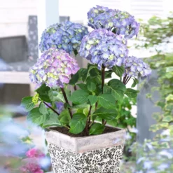 Fast Growing Trees Hydrangea Shrubs Peacock Hydrangea