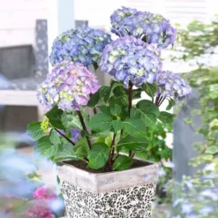 Fast Growing Trees Hydrangea Shrubs Peacock Hydrangea