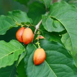 Fast Growing Trees See All Fruit Trees Peanut Butter Fruit Tree
