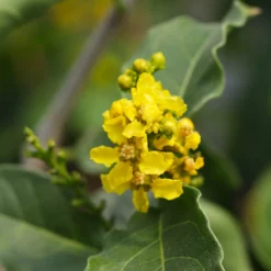 Fast Growing Trees See All Fruit Trees Peanut Butter Fruit Tree