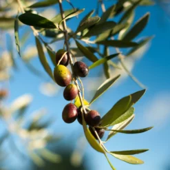 Fast Growing Trees Pendolino Olive Tree Olive Trees