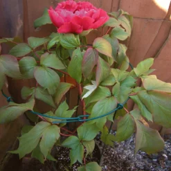 Fast Growing Trees Peony Cage Garden Supplies