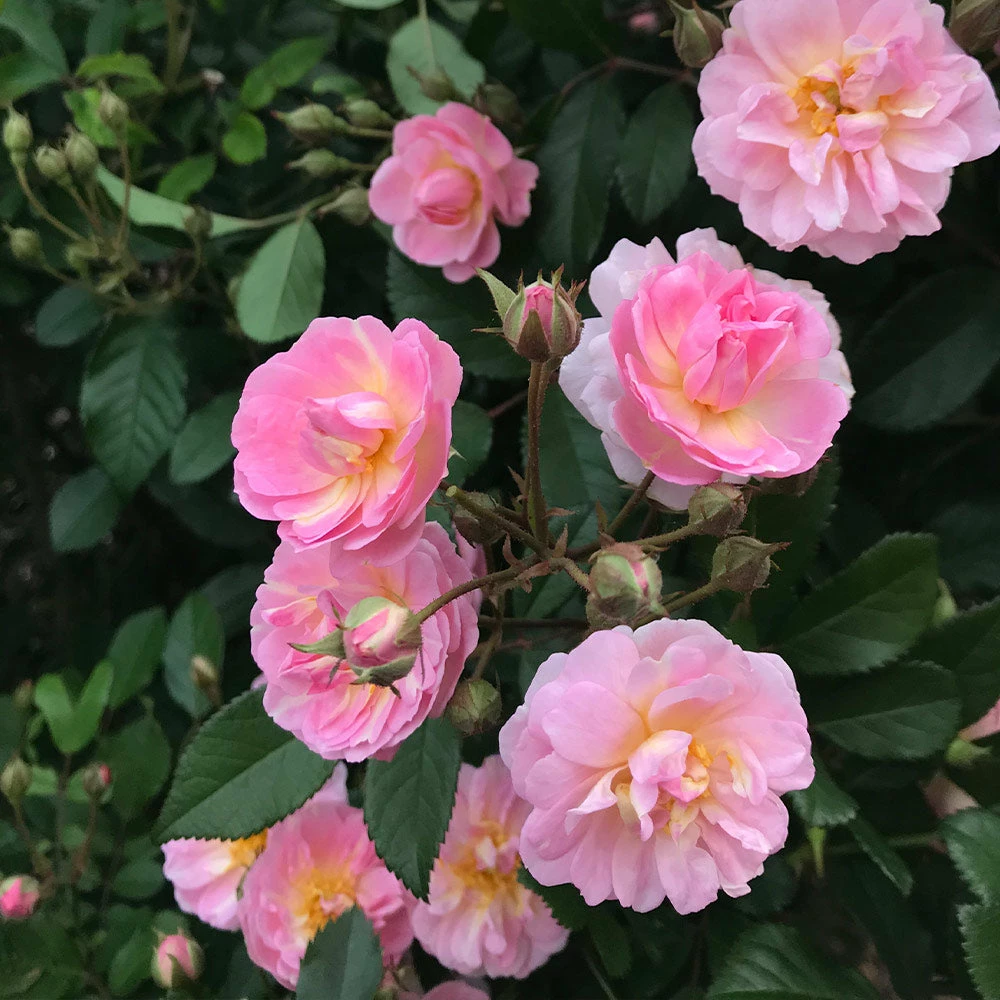Fast Growing Trees Perfume Breeze™ Rose Tree Rose Trees 5 Fast Growing Trees Perfume Breeze™ Rose Tree Rose Trees