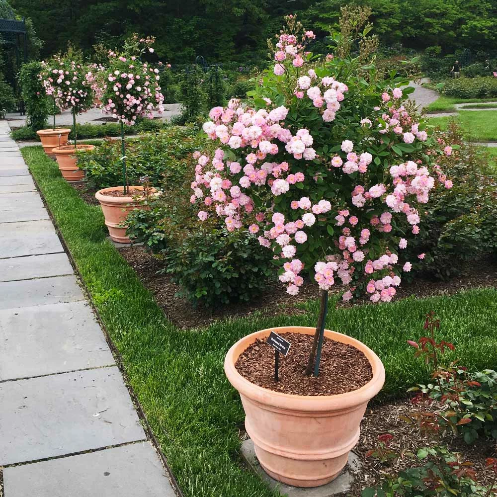 Fast Growing Trees Perfume Breeze™ Rose Tree Rose Trees 4 Fast Growing Trees Perfume Breeze™ Rose Tree Rose Trees