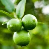 Fast Growing Trees Our Newest Arrivals Persian 'Bearss' Lime Bush
