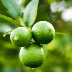 FASTGROWINGTREES Sales 25 Fast Growing Trees Our Newest Arrivals Persian 'Bearss' Lime Bush
