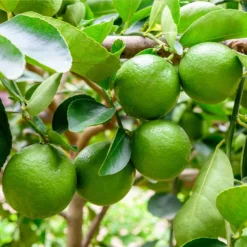 Fast Growing Trees Citrus Trees Persian 'Bearss' Lime Tree - USDA Organic