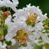 Fast Growing Trees Crape Myrtles Petite Snow™ Crape Myrtle Tree