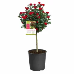 Fast Growing Trees Petite Knock Out® Rose Tree Rose Trees