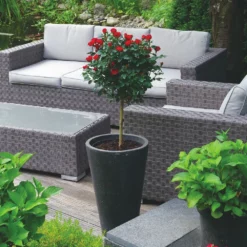 Fast Growing Trees Petite Knock Out® Rose Tree Rose Trees