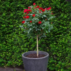 Fast Growing Trees Petite Knock Out® Rose Tree Rose Trees