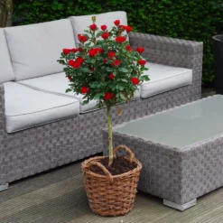 Fast Growing Trees Petite Knock Out® Rose Tree Rose Trees