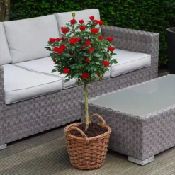 Fast Growing Trees Petite Knock Out® Rose Tree Rose Trees