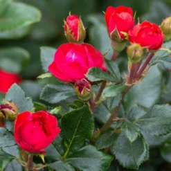 Fast Growing Trees Petite Knock Out® Rose See All Flowering Trees