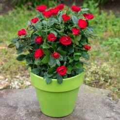 Fast Growing Trees Petite Knock Out® Rose See All Flowering Trees