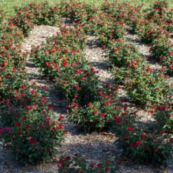 Fast Growing Trees Petite Knock Out® Rose See All Flowering Trees