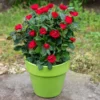 Fast Growing Trees Petite Knock Out® Rose See All Flowering Trees