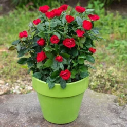 Fast Growing Trees Petite Knock Out® Rose See All Flowering Trees