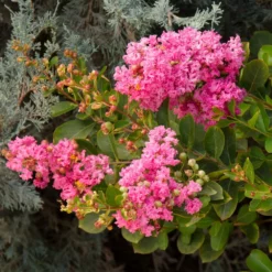 Fast Growing Trees Crape Myrtles Petite Pinkie™ Crape Myrtle Tree