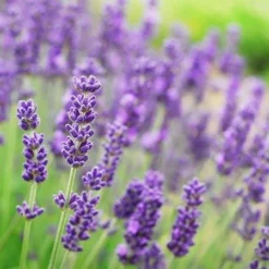 Fast Growing Trees Phenomenal™ Lavender Plant See All Shrubs & Hedges 9 Fast Growing Trees Phenomenal™ Lavender Plant See All Shrubs & Hedges