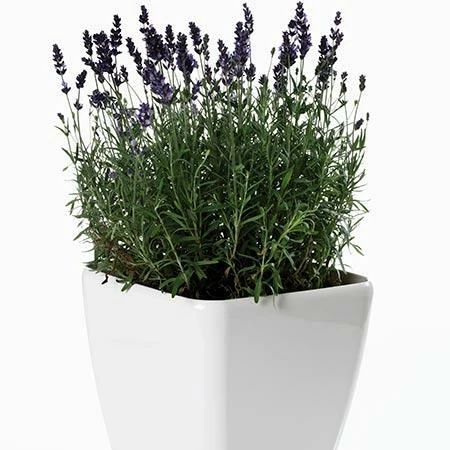 Fast Growing Trees Phenomenal™ Lavender Plant See All Shrubs & Hedges 7 Fast Growing Trees Phenomenal™ Lavender Plant See All Shrubs & Hedges