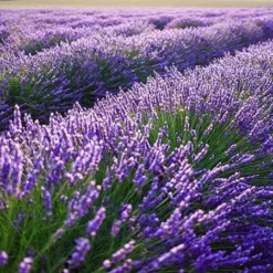 Fast Growing Trees Phenomenal™ Lavender Plant See All Shrubs & Hedges 10 Fast Growing Trees Phenomenal™ Lavender Plant See All Shrubs & Hedges