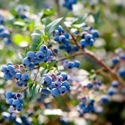 Fast Growing Trees Aurora Blueberry Bush - USDA Organic Blueberry Bushes